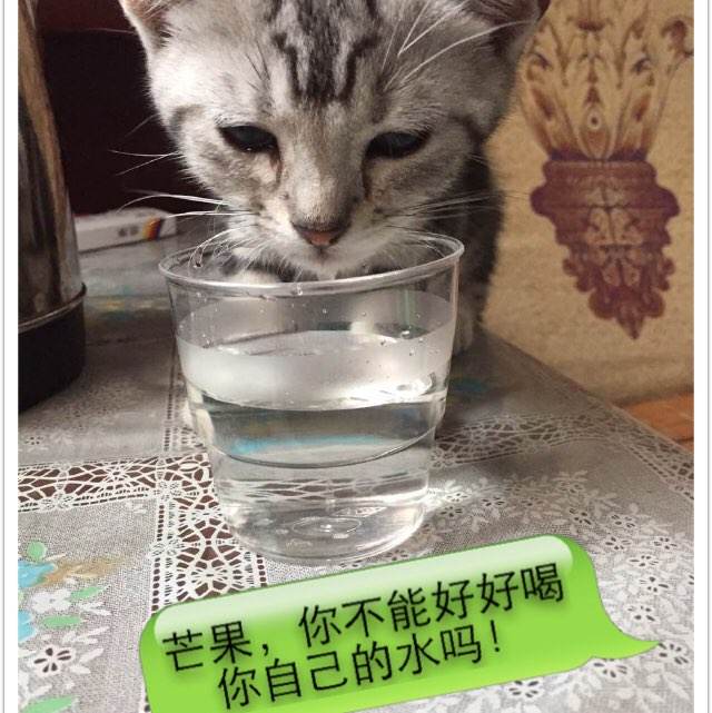 假教师资格证哪里可以做